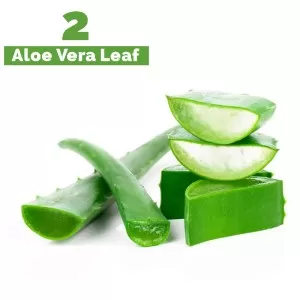 2 Piece  Aloe Vera Leaf Cuttings - Best For Skin Care Aloevera Gel